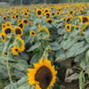 Meet your Posher, Beatrice